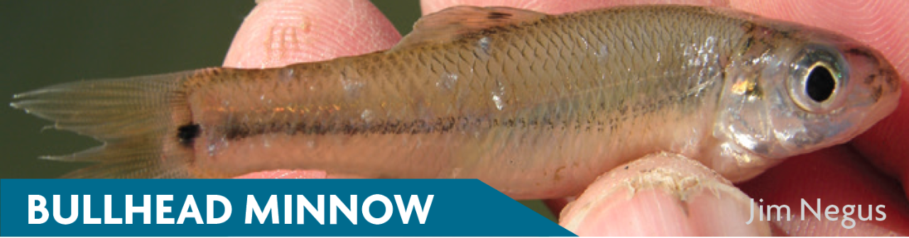 Bullhead Minnow