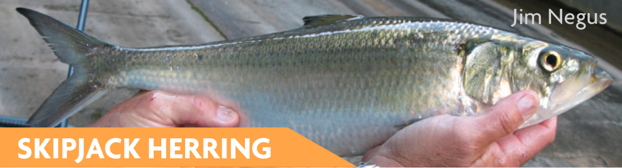 Skipjack Herring