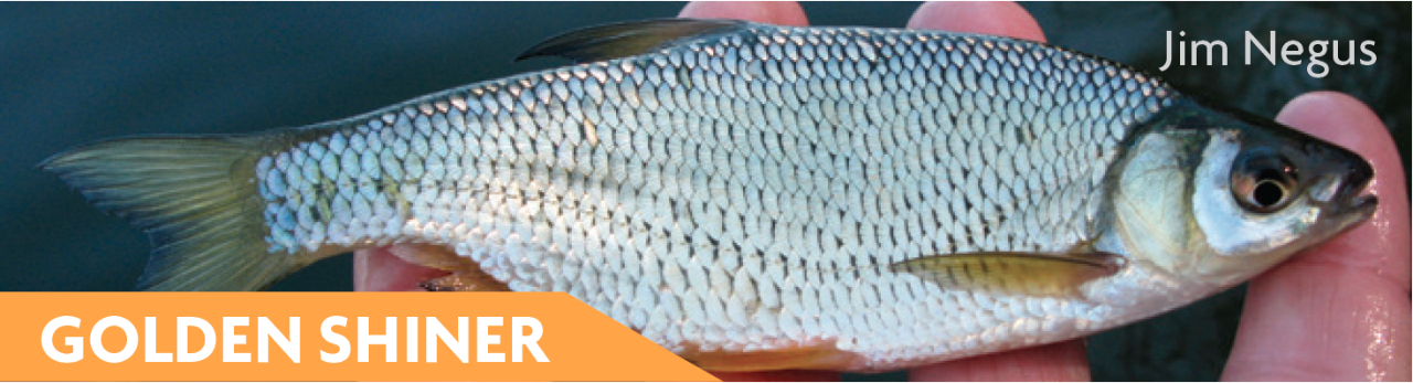 Golden Shiner