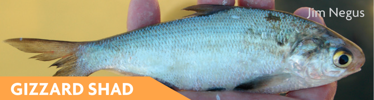 Gizzard Shad