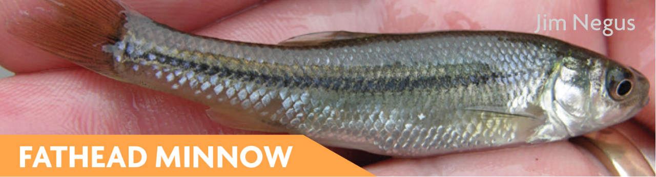 Fathead Minnow