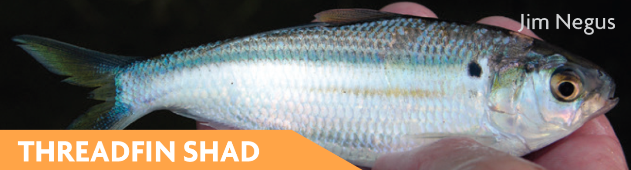 Threadfin Shad Threadfin Shad
