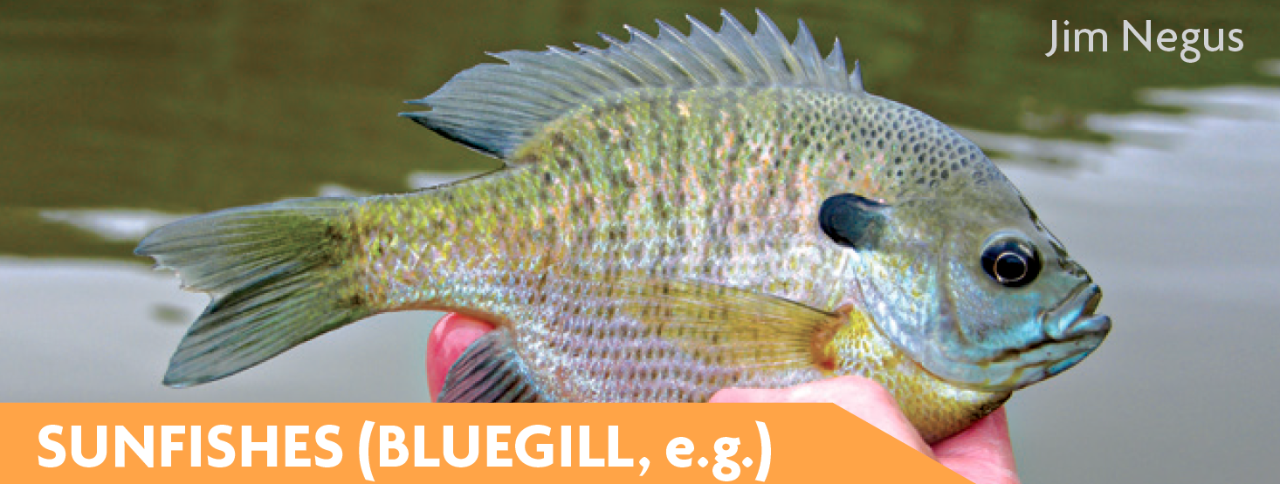 Sunfish , Lepomis spp. (Bluegill)