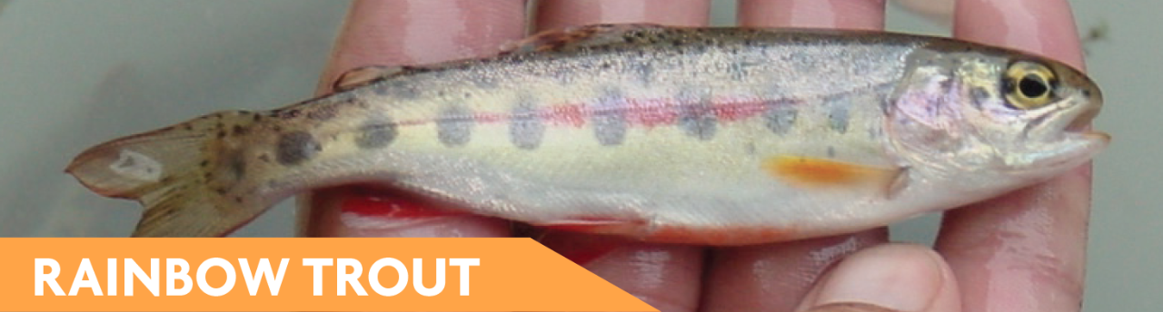 Rainbow Trout