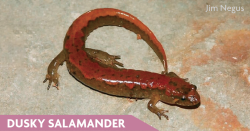 Dusky Salamander