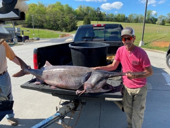 Class A Paddlefish 149 lbs. 0 oz. Cherokee Reservoir Henry Dyer April 13, 2023