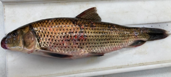 Class B Spotted Sucker 2 lbs., 15 oz. (k) Chickamauga Reservoir Heath Jordan January 29, 2021