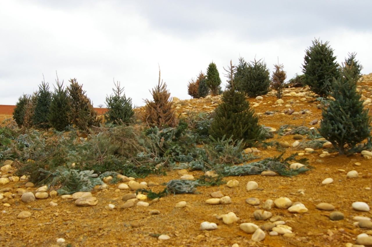Christmas trees placed on shoreline during winter drawdown at Douglas Reservoir
