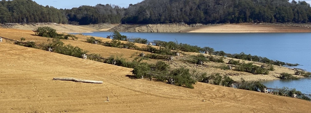 Reef Balls covered with Cedar Trees on Douglas Reservoir