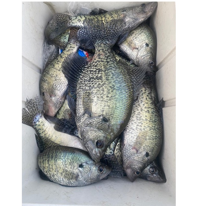 Male crappie on Kentucky Lake are sporting a beautiful dark color as spawning phases kick in. Photo Steve McCadams