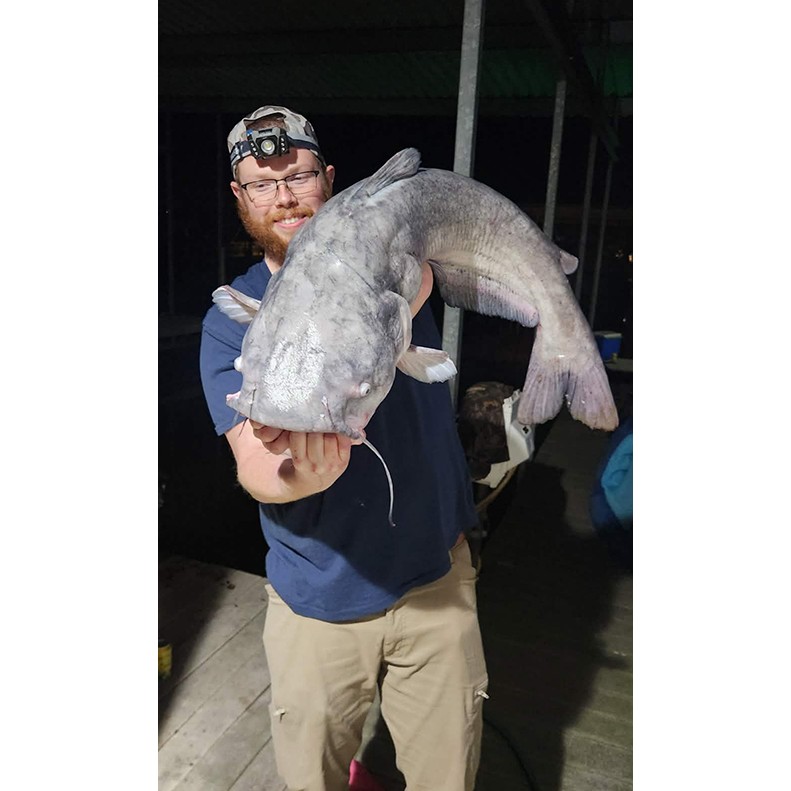 Huge catfish caught with Capt. Wallace on Watts Bar, March 2026