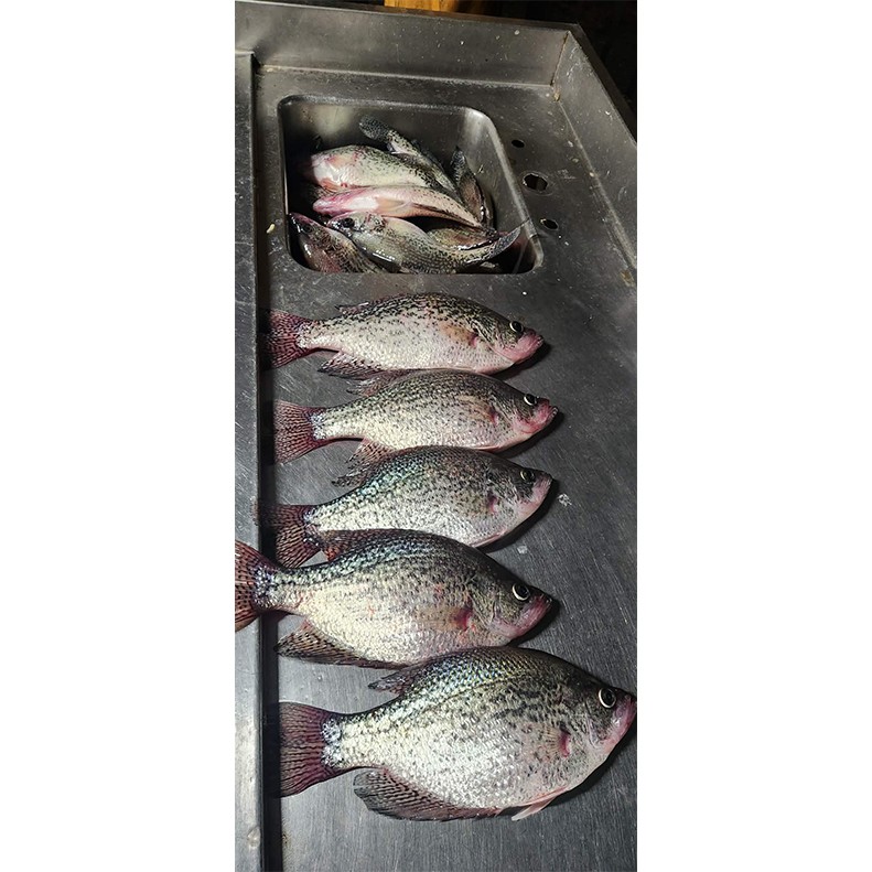 A large haul of Watts Bar crappie from week of March 15, 2026
