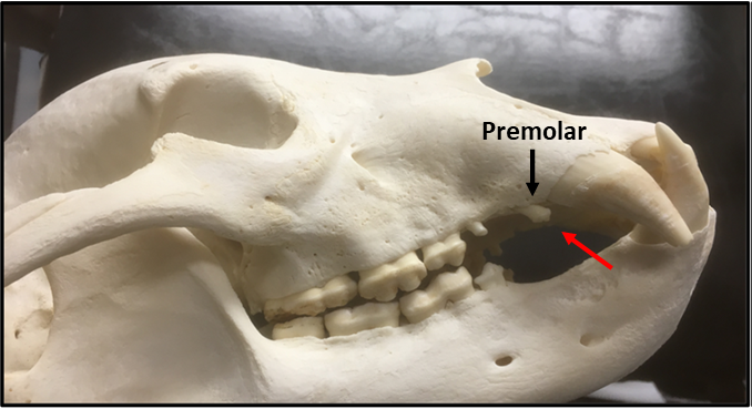 Bear Skull