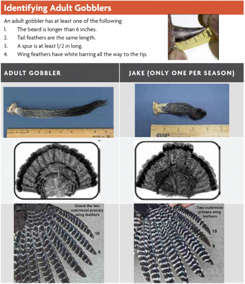 How to identify an Adult Gobbler