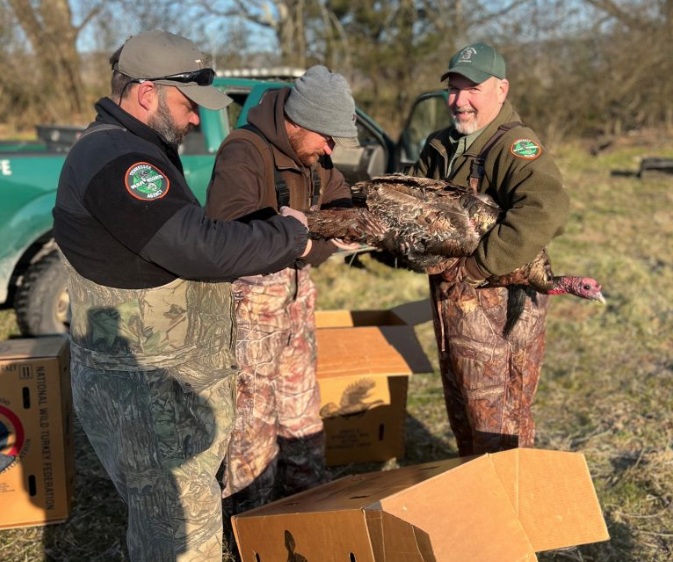Turkey banding