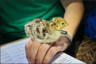 Turkey Poult Class 1 Turkey Poult Class 1