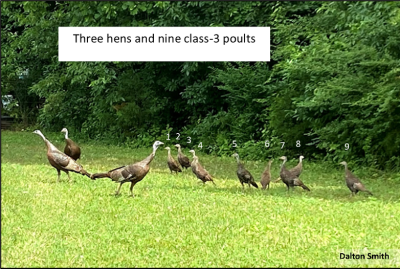 group of turkeys group of turkeys