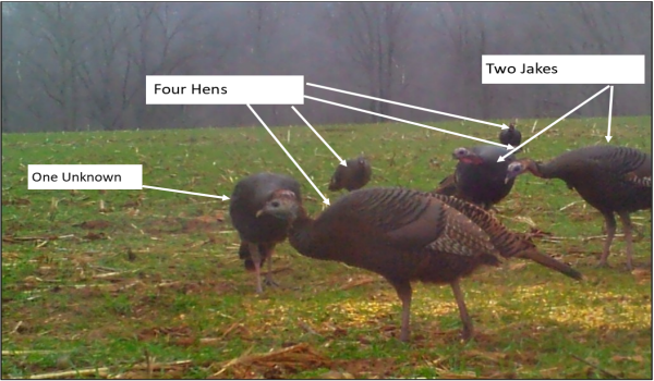 Wild Turkey ID 101, Four hens and two jakes in a field