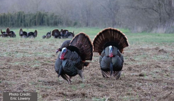 Wild Turkey ID 101, image shows two turkeys in a field in the foreground, with a group of turkeys in the background