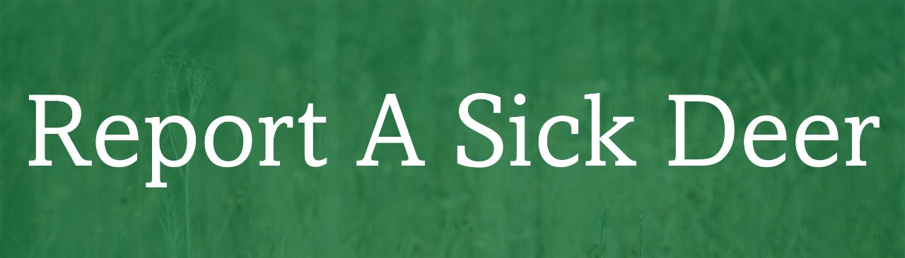 Report A Sick Deer