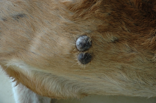 Photo Credit: SCWDS, University of Georgia,  Photo of Cutaneous Fibroma on a White-tailed Deer