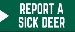 Report a sick deer here with this online form Report a sick deer here with this online form