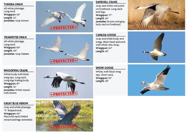 Sandhill Crane Identification