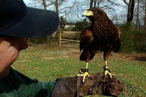 Image of a Falconer holding a falcon in a gloved hand.