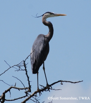 Great Blue Heron on branch