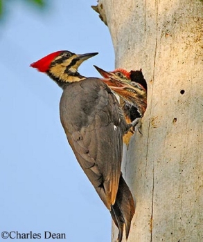 Pileated Woodpecker