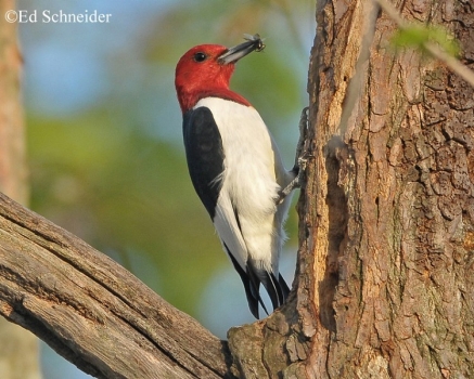 Woodpecker catching a bug, see page text for woodpecker descriptions