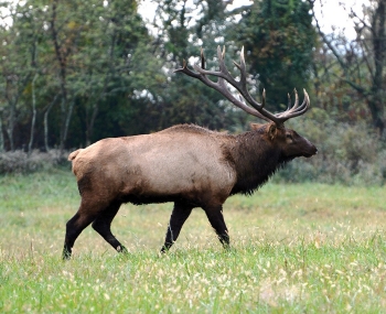 Bull Elk in Tennessee field
