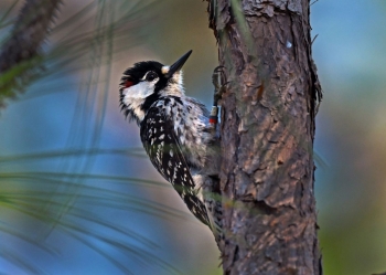 Red-Cockaded Woodpecker