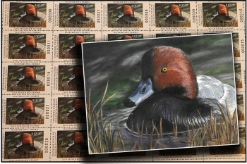 2024 Collectible Waterfowl Stamp