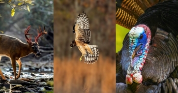 Photo Contest Photo of a deer, an owl and a turkey