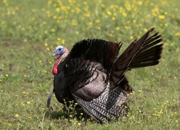 Turkey in Grass