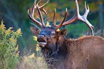 Tennessee Elk