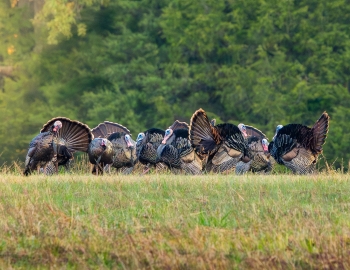 Turkey Group