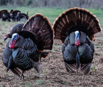 Turkeys