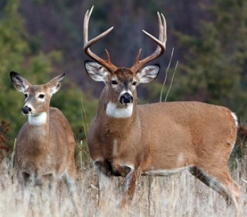 Two deer in a field.