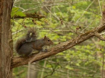 Squirrel season open