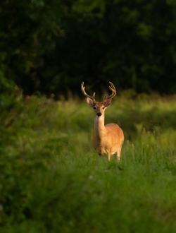 Archery Velvet Hunt
