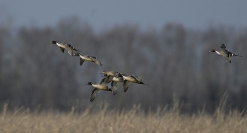 Tennessee Waterfowl