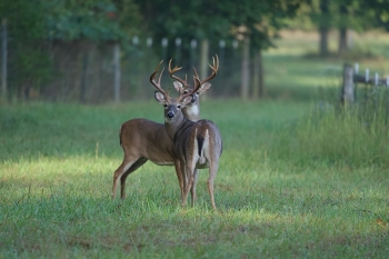 Bucks in a field