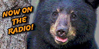 Wildcast bear logo
