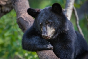 Bear-Urban-blog
