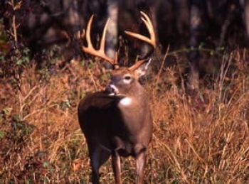 How Old is That Buck?