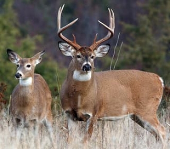 How Old is That Buck?