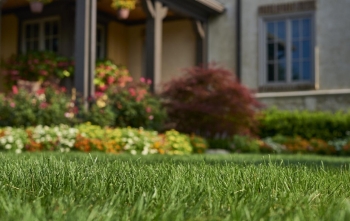 Image of manicured lawn Image of manicured lawn