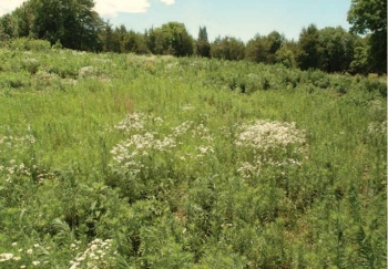 Image of a wildscaped lawn
